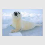 Морской котик