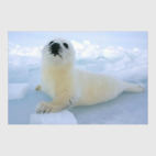 Морской котик